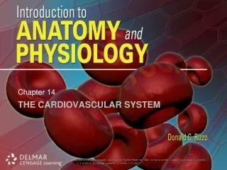 The Cardiovascular System