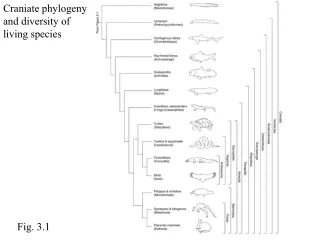 Craniate phylogeny and diversity of living species