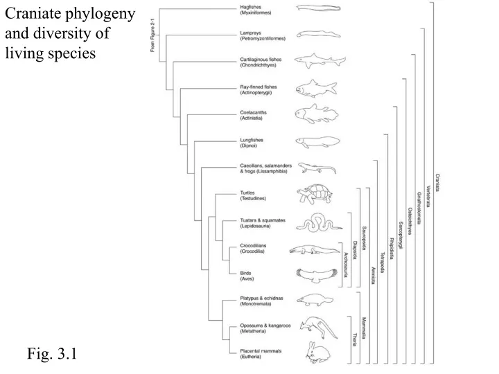 craniate phylogeny and diversity of living species