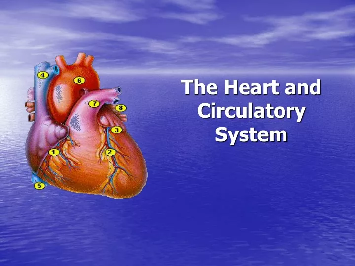 the heart and circulatory system