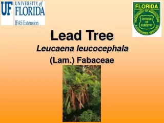 Lead Tree