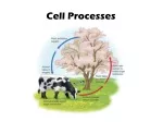 Cell Processes - slide 1