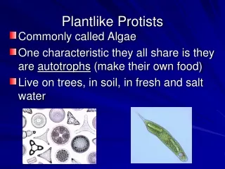 Plantlike Protists