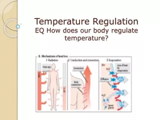 Temperature Regulation EQ How does our body regulate temperature?