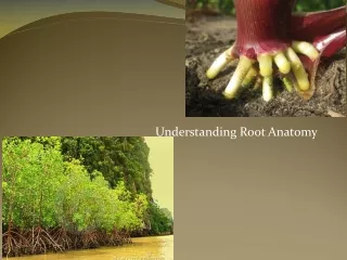 Understanding Root Anatomy