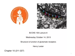 Bi/CNS 150 Lecture 8       Wednesday October 14, 2013 Structure &amp; function of glutamate receptors