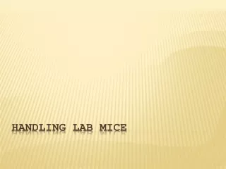 Handling Lab mice