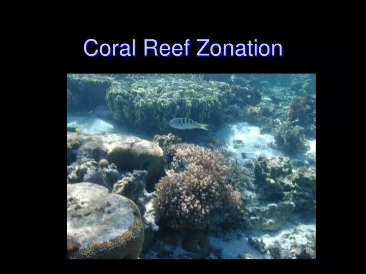 coral reef zonation