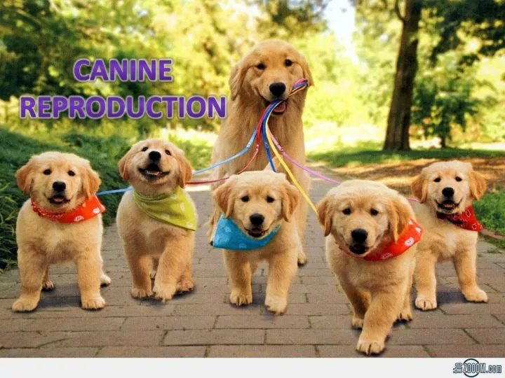 canine reproduction