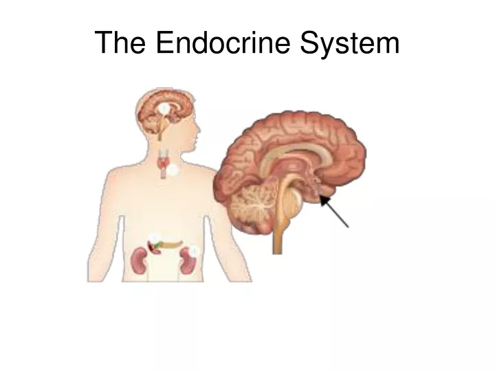 the endocrine system