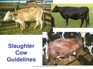 Slaughter Cow Guidelines