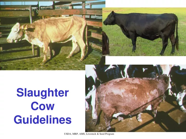 slaughter cow guidelines