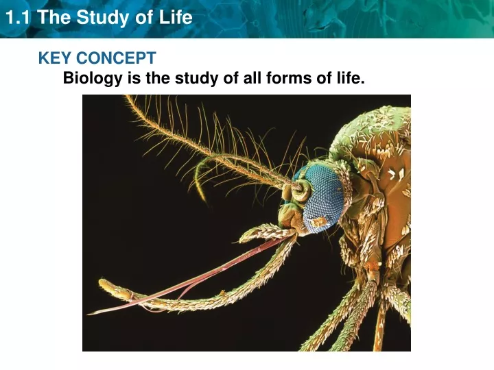 key concept biology is the study of all forms