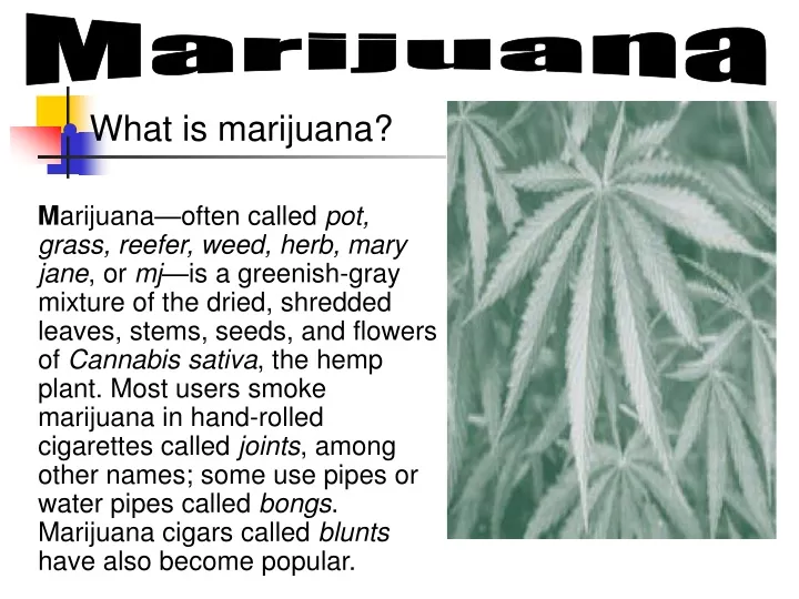marijuana
