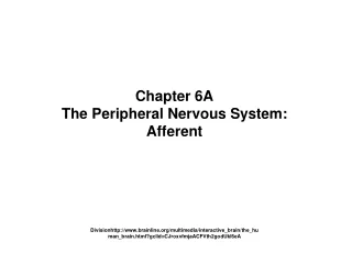 Chapter 6A The Peripheral Nervous System:  Afferent