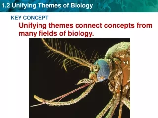 KEY CONCEPT Unifying themes connect concepts from many fields of biology.