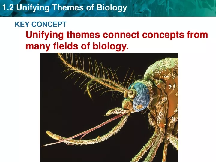 key concept unifying themes connect concepts from