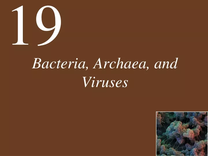 bacteria archaea and viruses