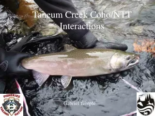 Taneum Creek Coho/NTT Interactions