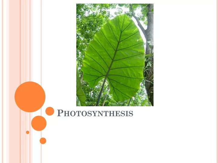 photosynthesis