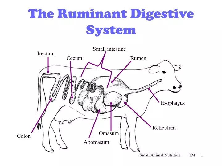 the ruminant digestive system