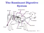 PPT - RUMINANT DIGESTIVE TRACT PowerPoint Presentation, free download ...