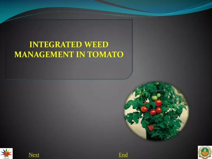 integrated weed management in tomato