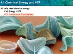 All cells need chemical energy 	Cell Energy = ATP 	ATP = Adenosine Triphosphate