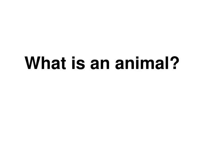 what is an animal
