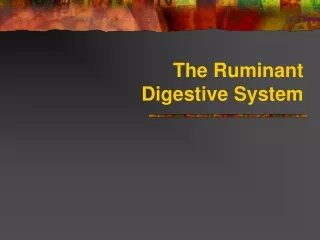 The Ruminant  Digestive System