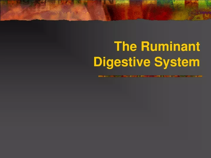 the ruminant digestive system