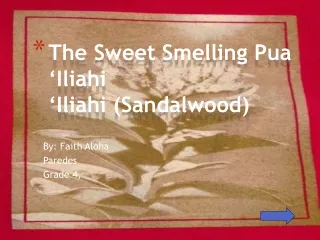 The Sweet Smelling  Pua  ‘Iliahi  ‘Iliahi (Sandalwood)