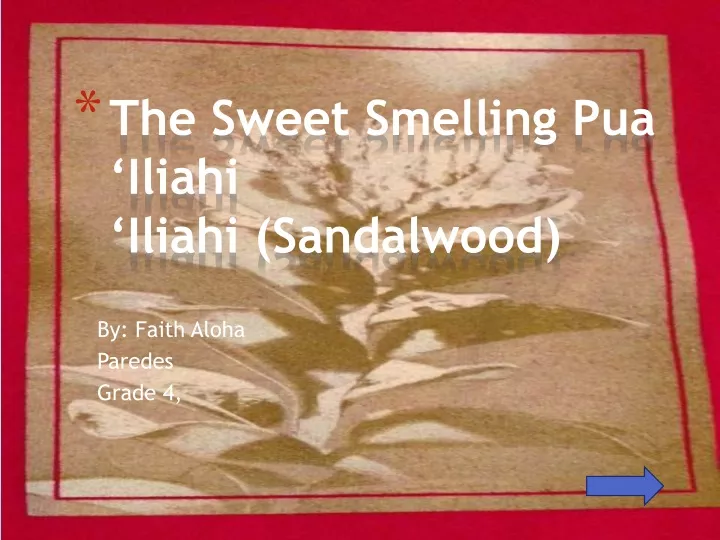 the sweet smelling pua iliahi iliahi sandalwood