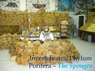 Invertebrates: Phylum Porifera – The Sponges