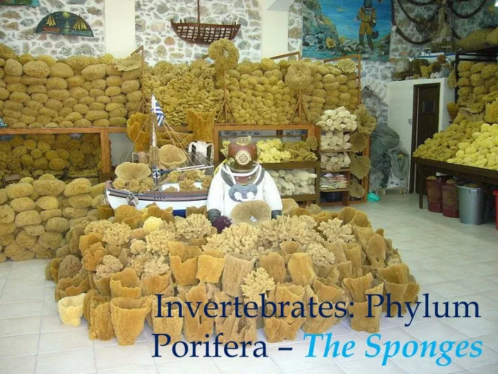 invertebrates phylum porifera the sponges