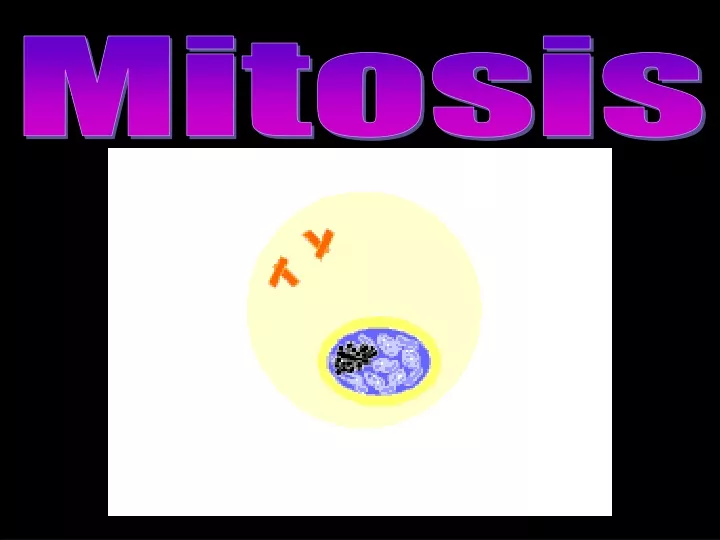 mitosis