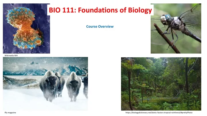 PPT - Foundations Of Biology: Exploring Life's Processes And ...