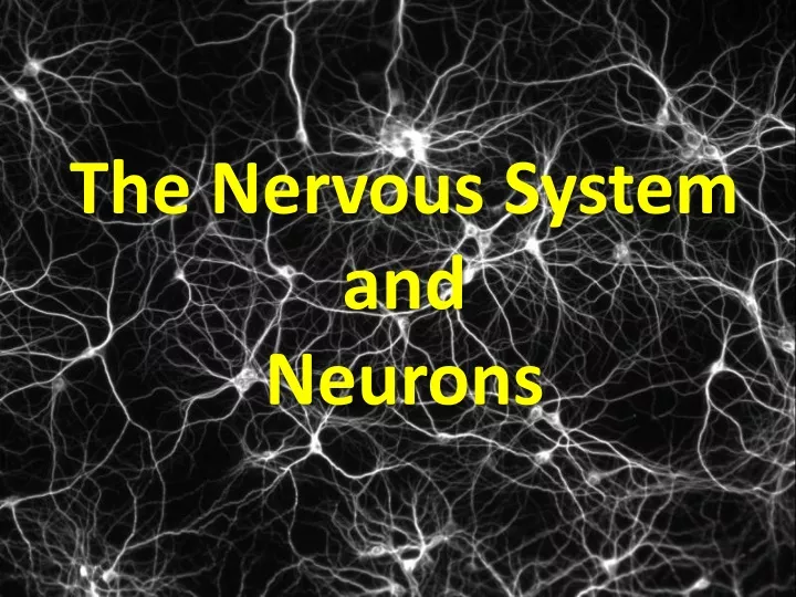 the nervous system and neurons