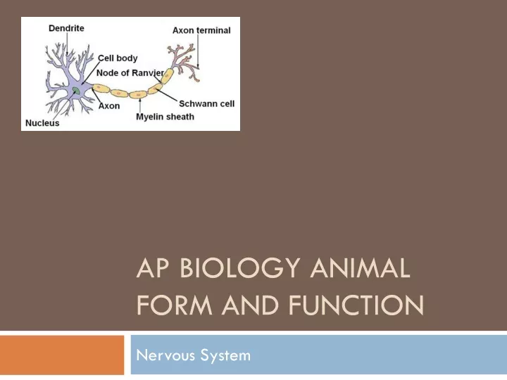 ap biology animal form and function