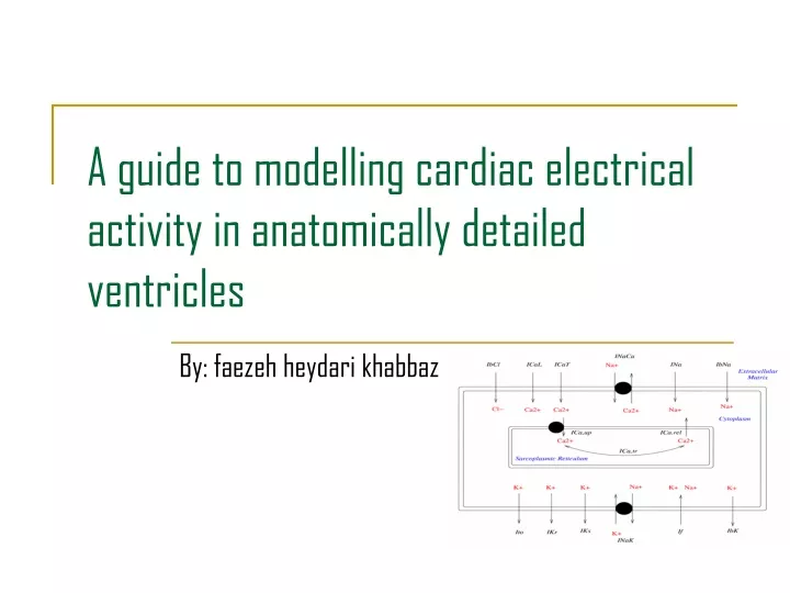 a guide to modelling cardiac electrical activity in anatomically detailed ventricles