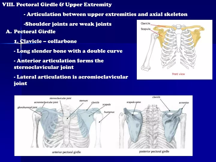 viii pectoral girdle upper extremity articulation