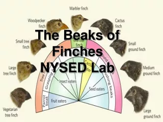 The Beaks of Finches  NYSED Lab