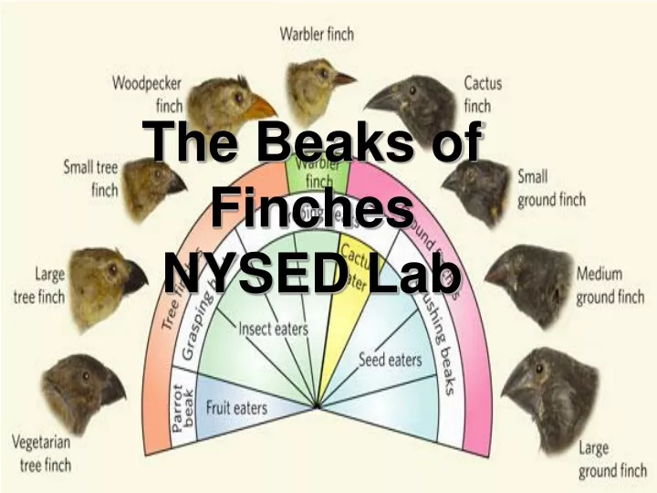 the beaks of finches nysed lab