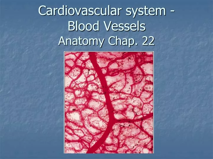 cardiovascular system blood vessels anatomy chap 22