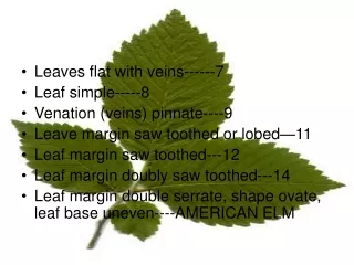 Leaves flat with veins------7 Leaf simple-----8 Venation (veins) pinnate----9