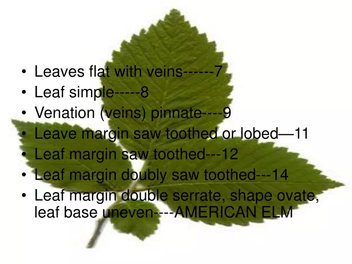 leaves flat with veins 7 leaf simple 8 venation