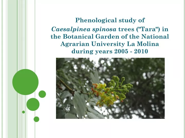 phenological study of caesalpinea spinosa trees