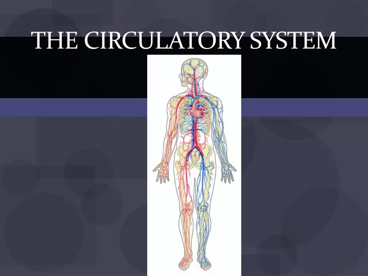 the circulatory system