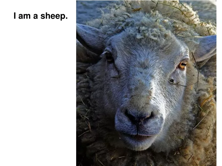 i am a sheep