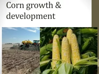Corn growth &amp; development